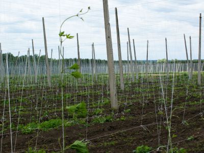 Гастрономическая экспедиция в Чувашию